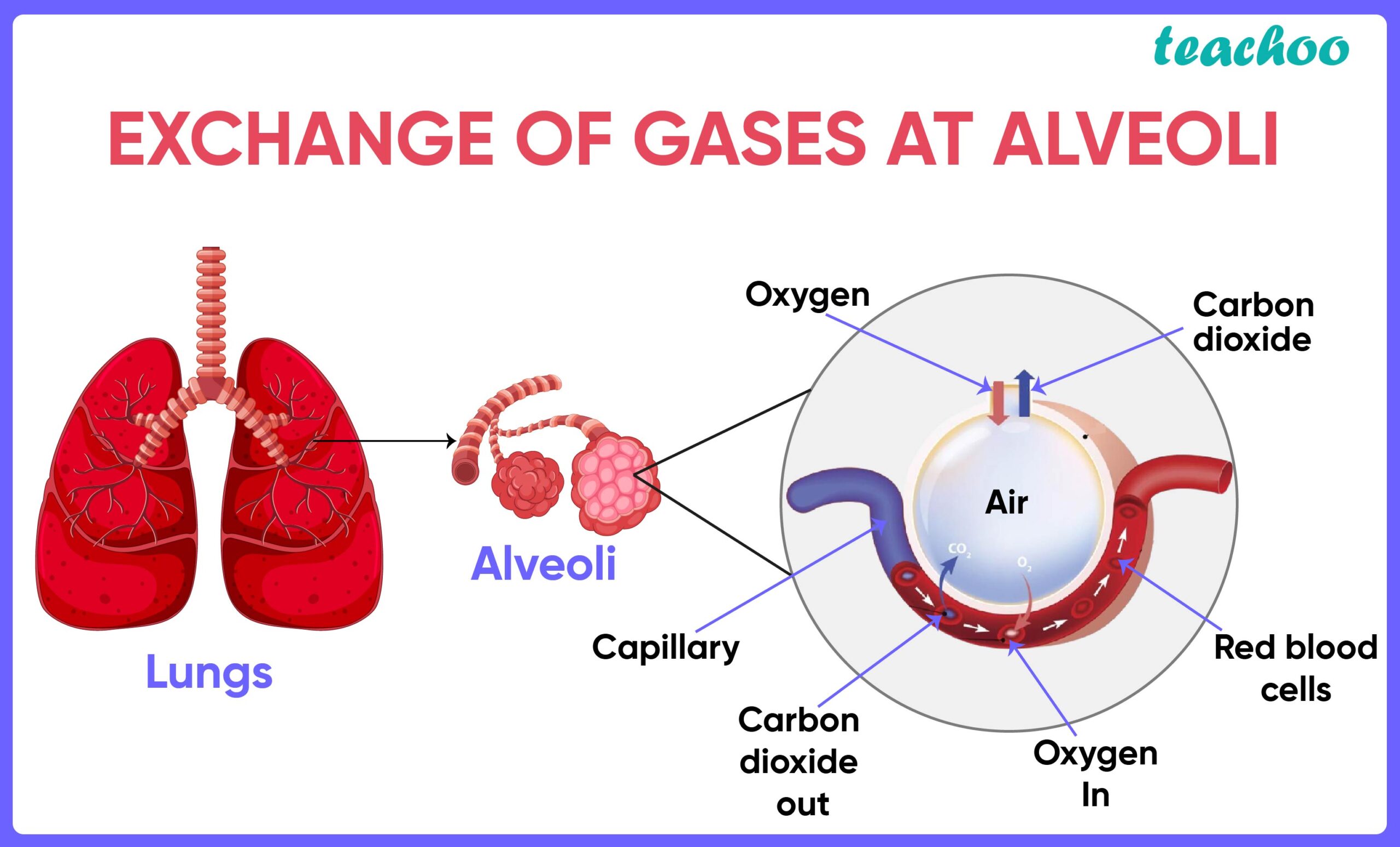 how are the lungs designed in human beings to maximize the area for exchange of gases