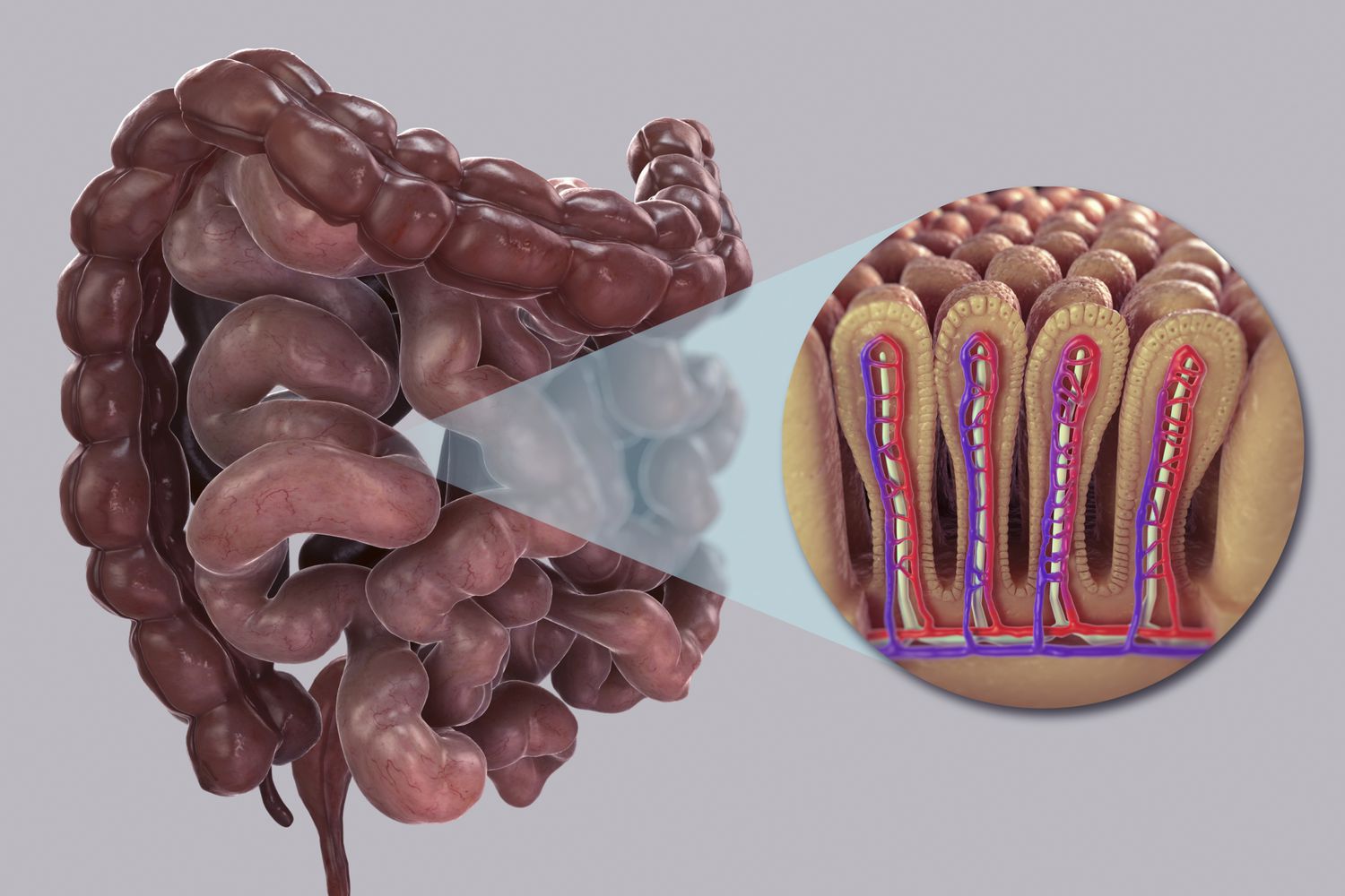 how is the small intestine designed to absorb digested food