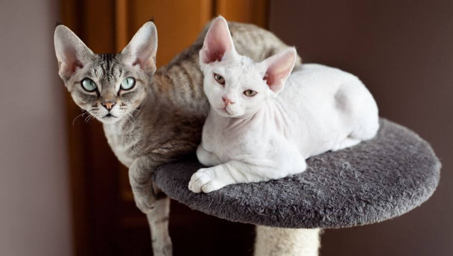 Why the Devon Rex Cat Is One of the Most Loved Cat Breeds