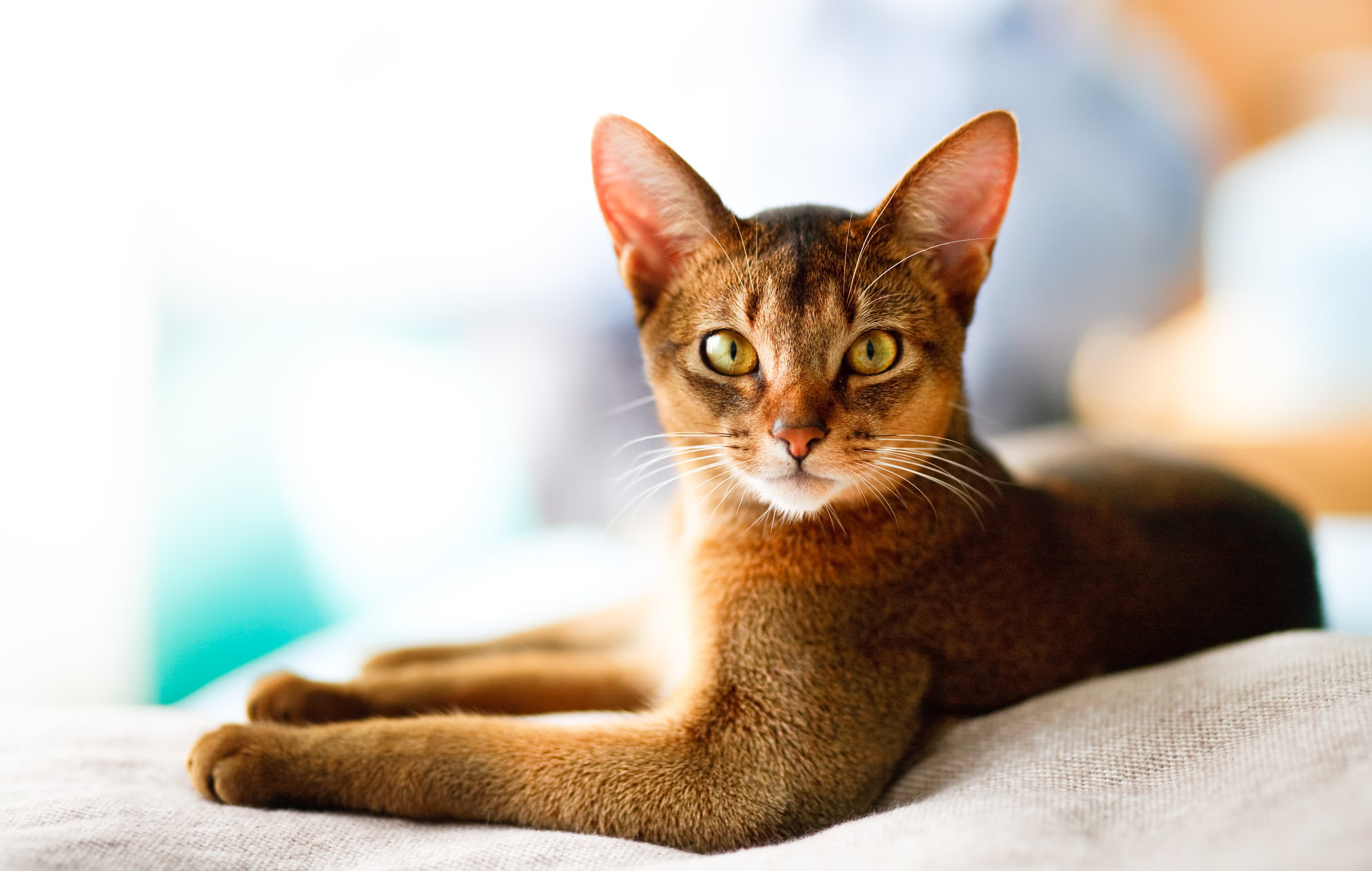 Abyssinian Cats for Sale: What New Owners Should Know