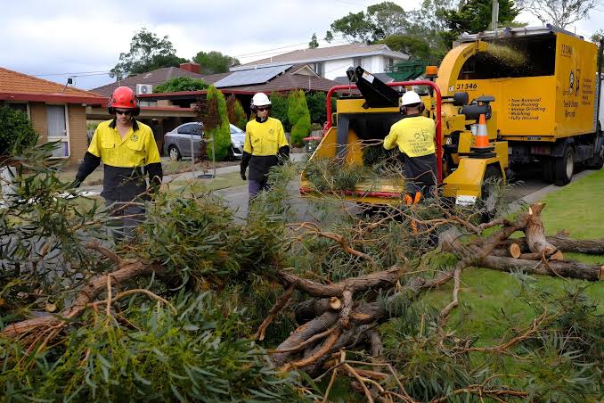 Tree Services for a Safer and Healthier Outdoor Property